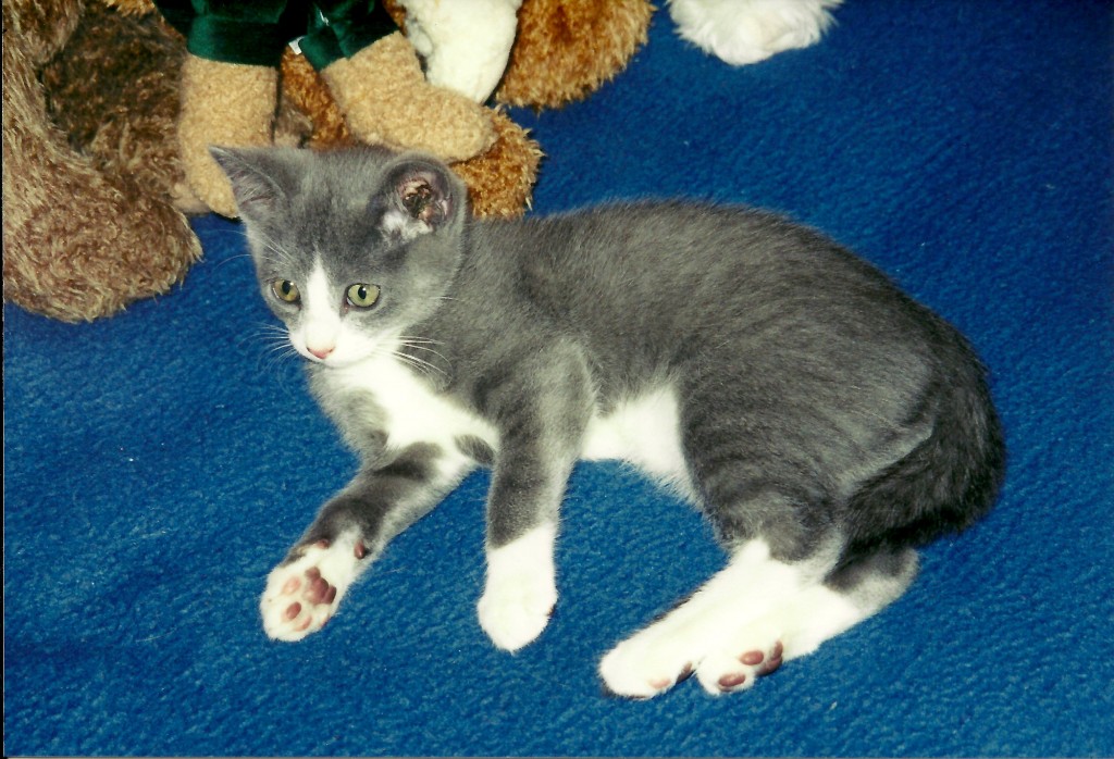 Hades as a kitten, the first time we met him